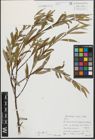 Foto von Salix alba L.